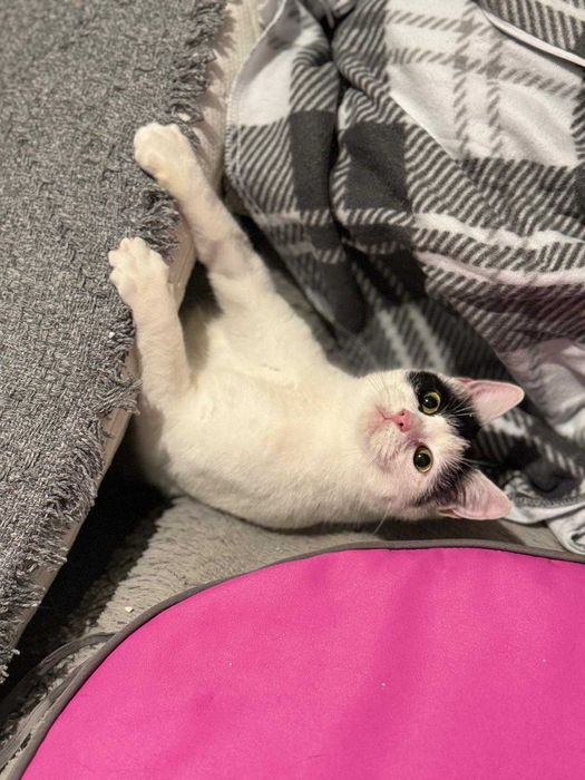 Łagodna, urocza, drobna kotka Łatka do adopcji