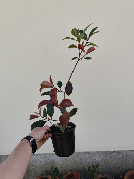 Fotinias red rouge