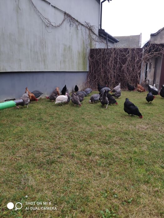 Sprzedam świeże jajka