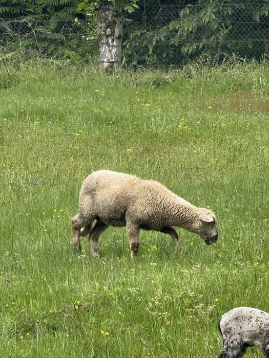 Anho  com 5 meses cruzado charolês com  ile-de-france