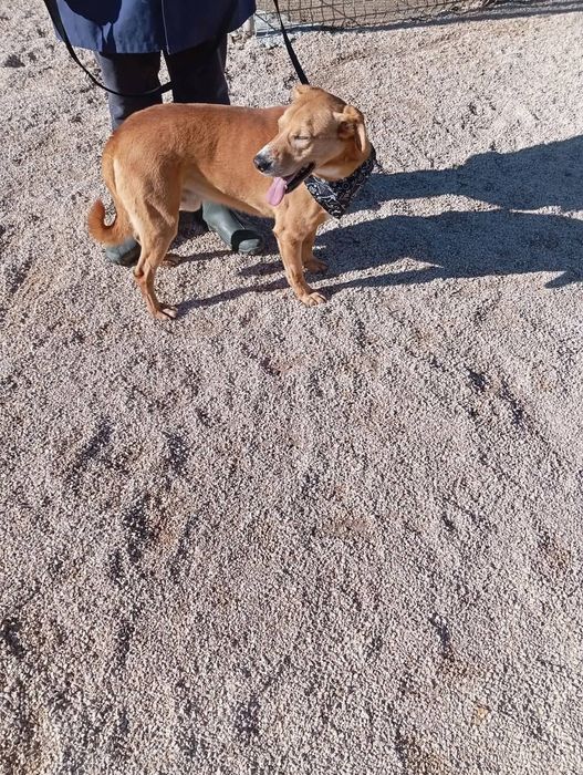 Irmãos lindos para adoção responsável