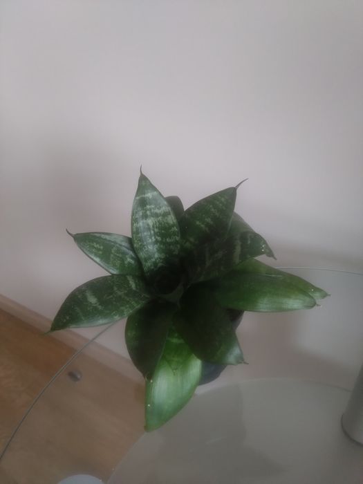 Sansevieria trifasciata 'Green Hahnii'