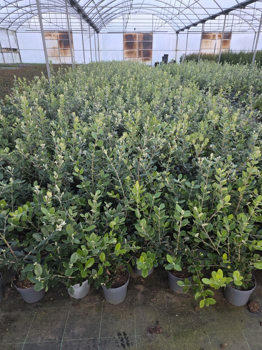 Plantas metrosideros