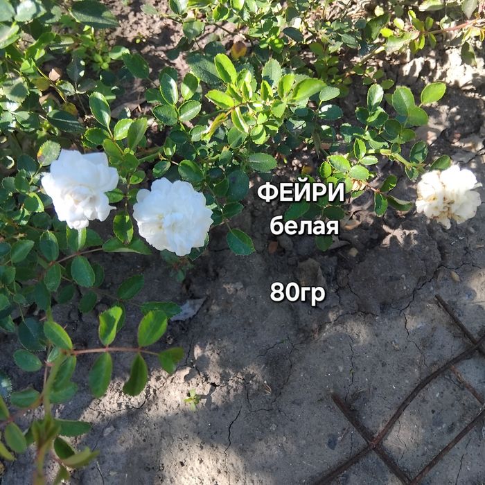 РОЗА ФЕЙРИ, на собственных корнях,