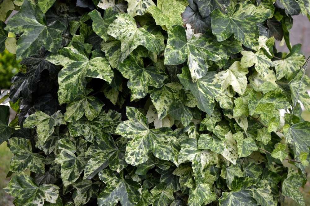 Bluszcz pospolity Profesor Seneta -Hedera Helix 02