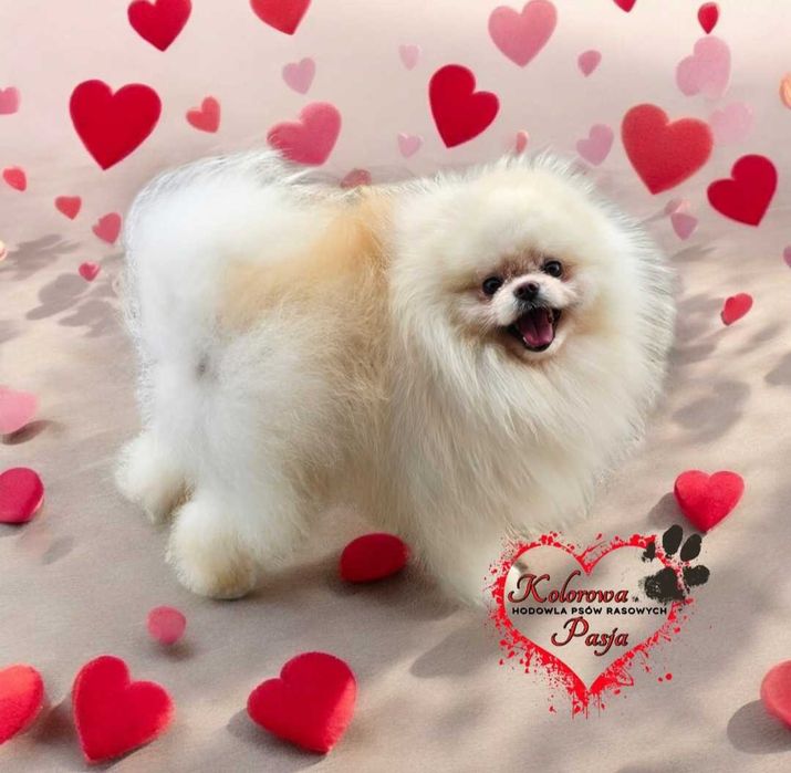 Reproduktor szpic miniaturowy pomeranian usługa krycia