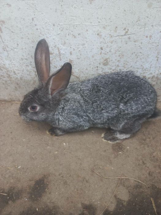 Продам кролів є різні