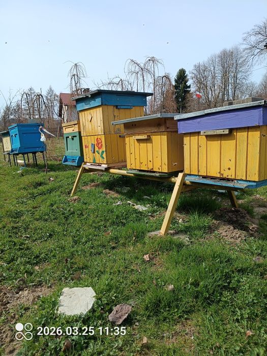 Pszczoły rodziny