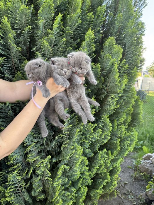 Шотландські кошенята/ дівчата /Scottishkittens
