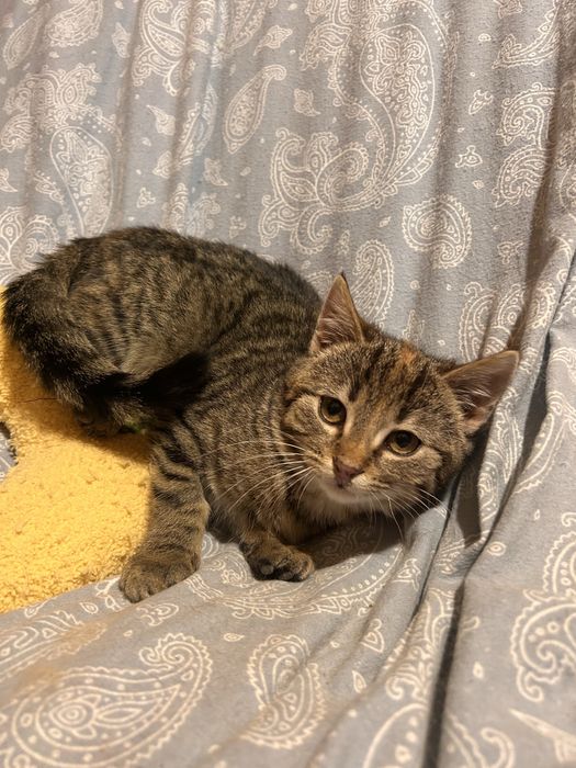 Mała koteczka szuka domku