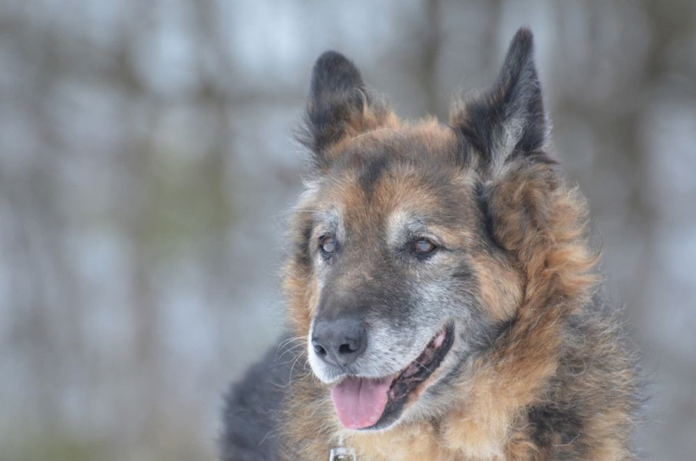 Fonos- owczarek niemiecki do adopcji