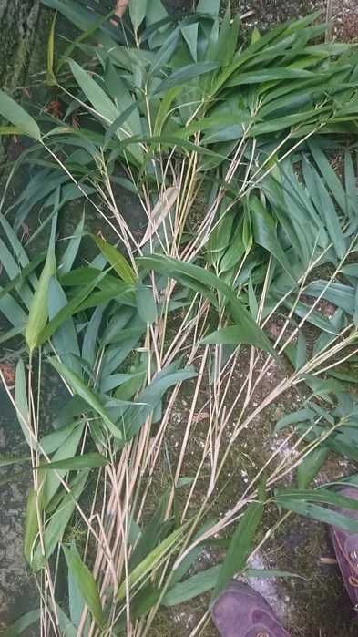 Pseudosasa japonica japońska wiecznie zielony bambus trawa 5 szt