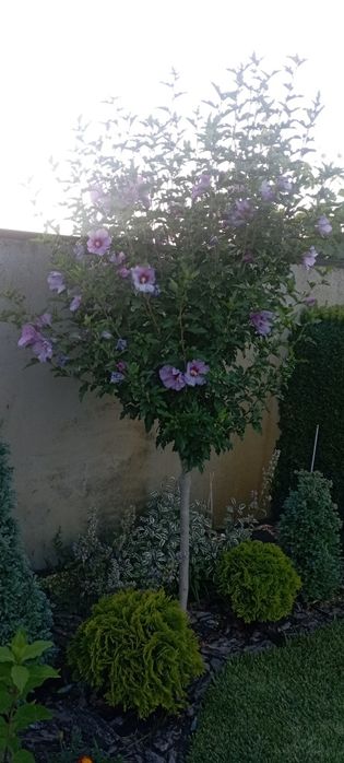 Гібіскус на штамбі.