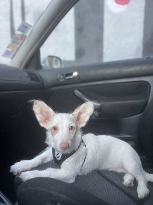 Doação de um cãozinho de 11 meses