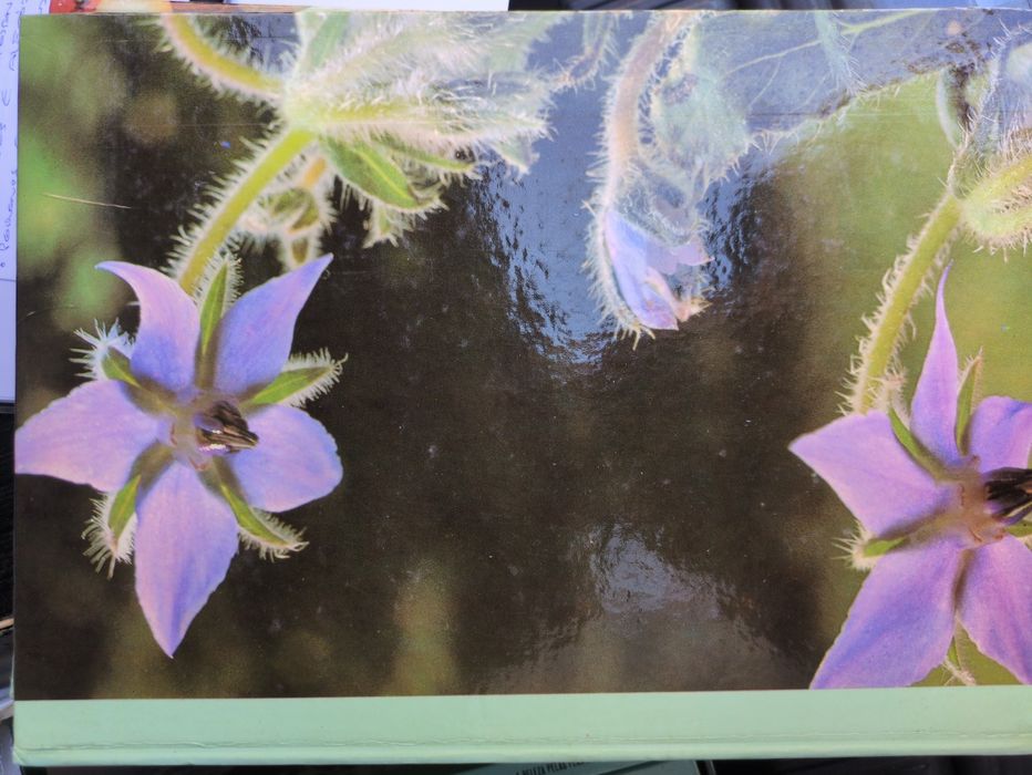 As plantas nossas amigas