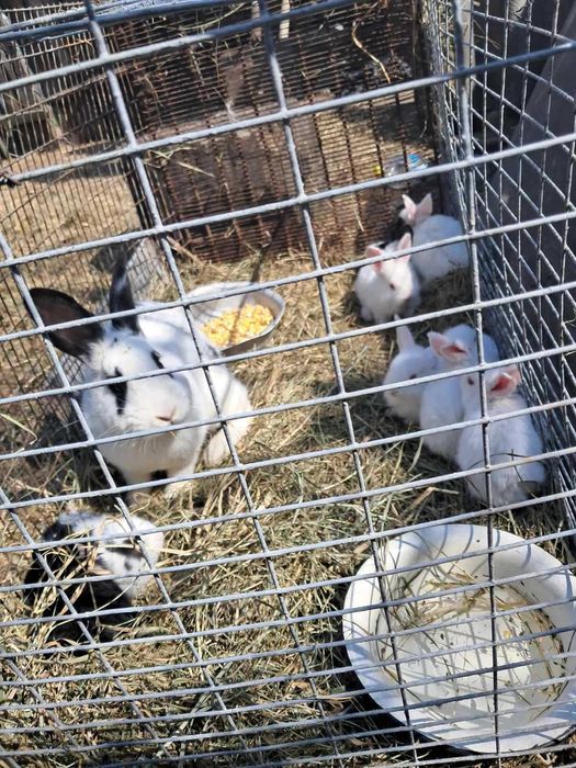 продам кроликів Бабочка, Панон, Строкач