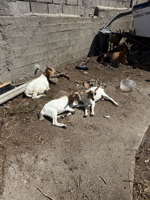 Cabritos boer puros melhor oferta