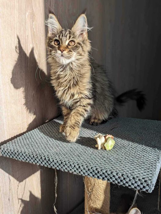Котики Мэйн-Куна