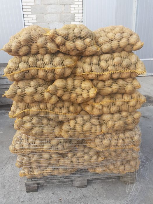 Ziemniaki jadalne Gala