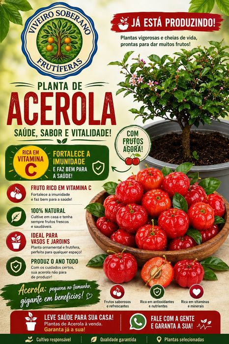 Acerola a produzir e já com flor!