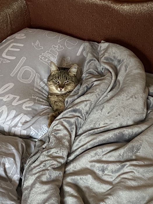 Пропал кот. Кличка Оскар