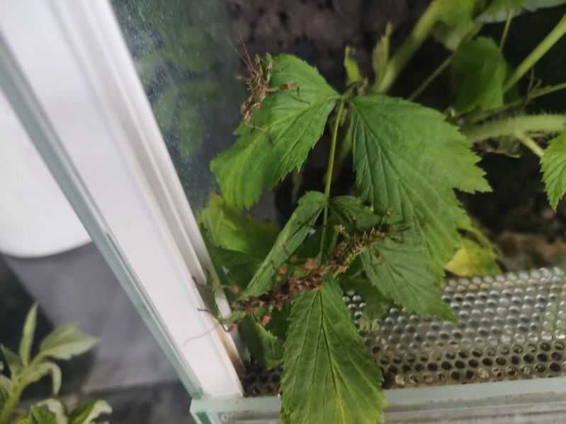 Straszyk Trachyaretaon sp. North Luzon,straszyk,straszyki