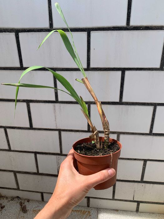 Planta em vaso, Erva-príncipe / Capim-limão - Cymbopogon citratus