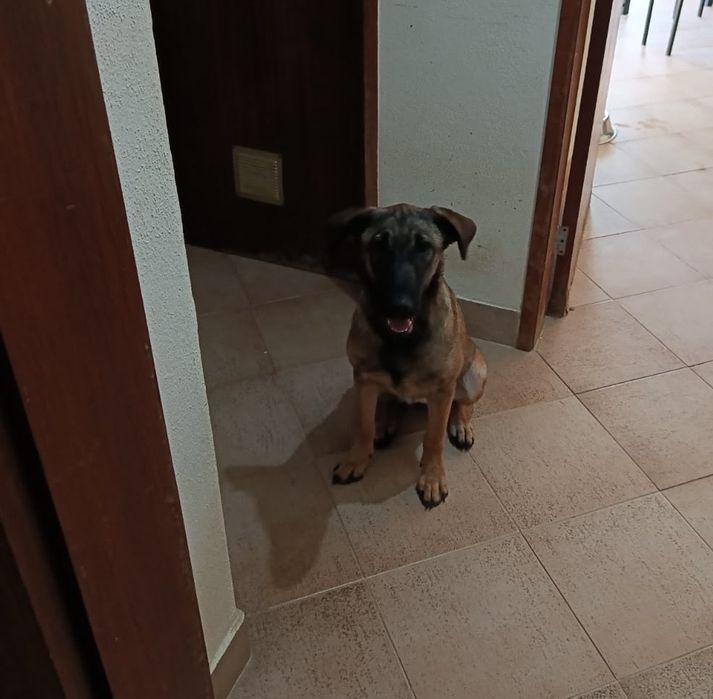 Adocão Responsàvel