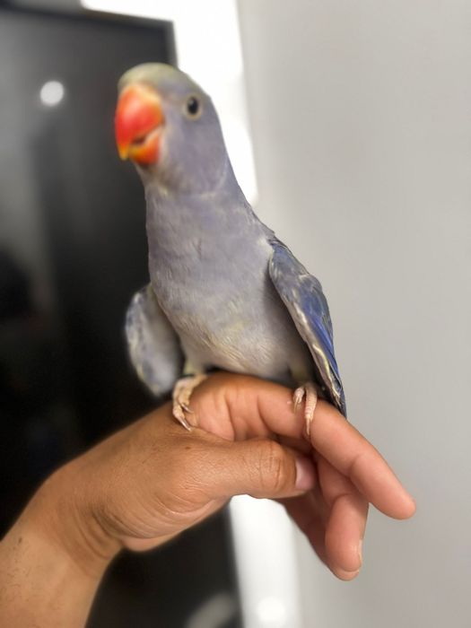 Ring Neck violeta turquesa cc  macho