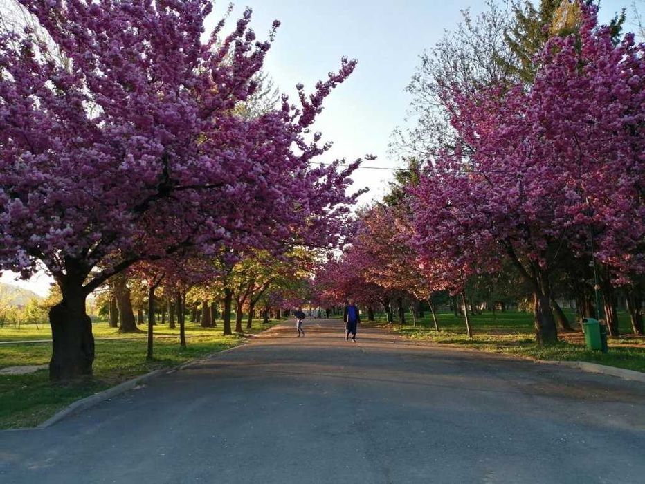 Здам 1-ю квартиру біля аквапарку  "Карпатія" 1000грн