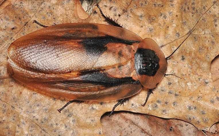 karaczan brazylijski madagaskarski