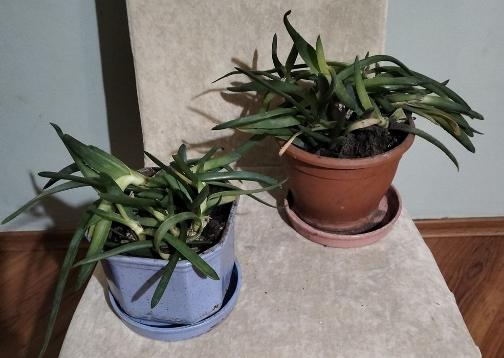 Продам домашние растения