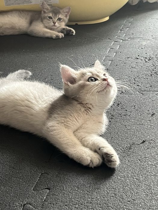 Кошенята британська золота та блакитна шиншила