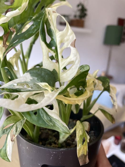 Monstera adansonia variegata