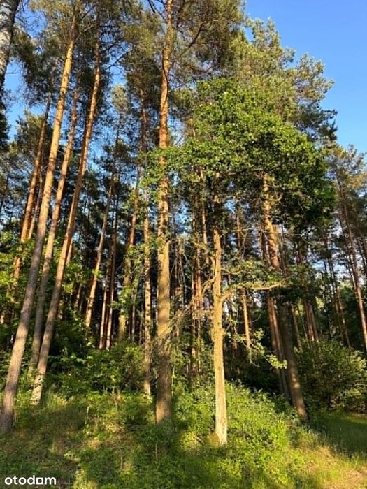 Domek rekreacyjny w lesie z altanką, mediami i ogrodzeniem - Widok 2