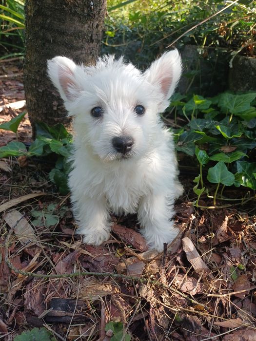 Whest highland white terrier