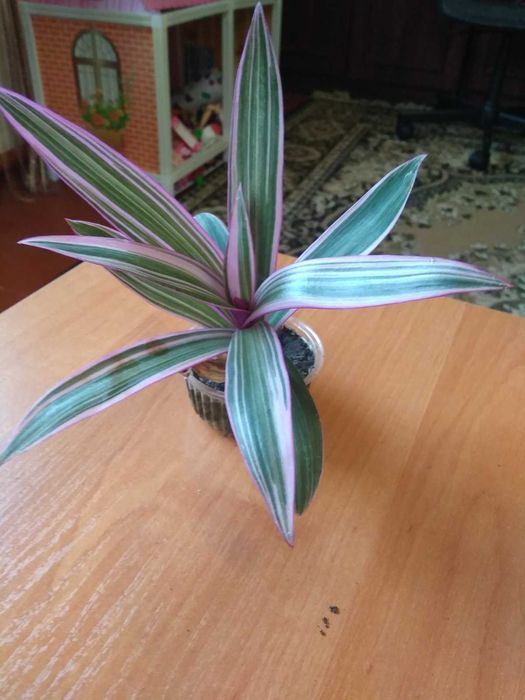 Рео рожеве / лимонне в наявності