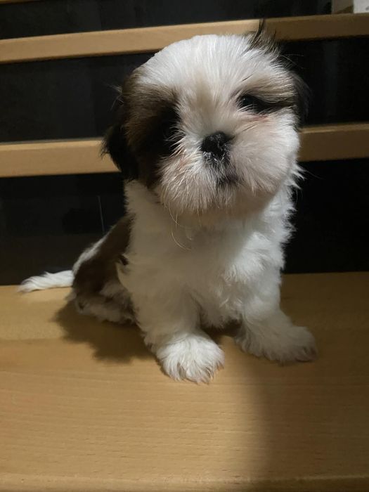 Szczeniaczek shih tzu