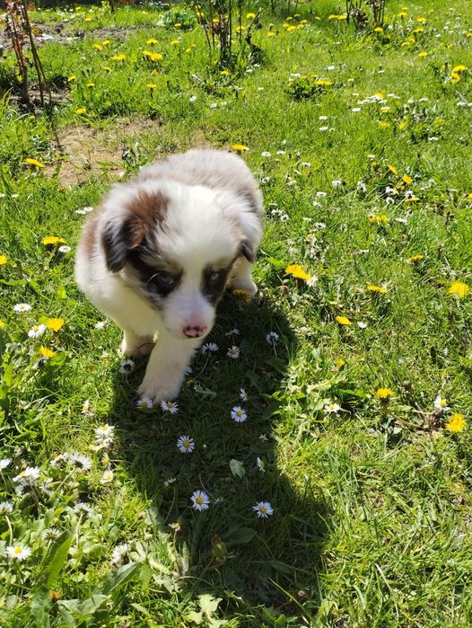 Border Collie piesek