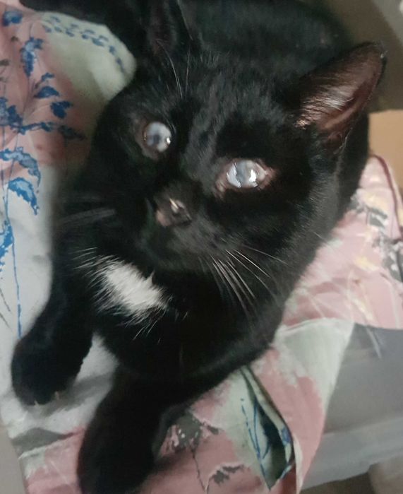 Bazylek kocurek do adopcji