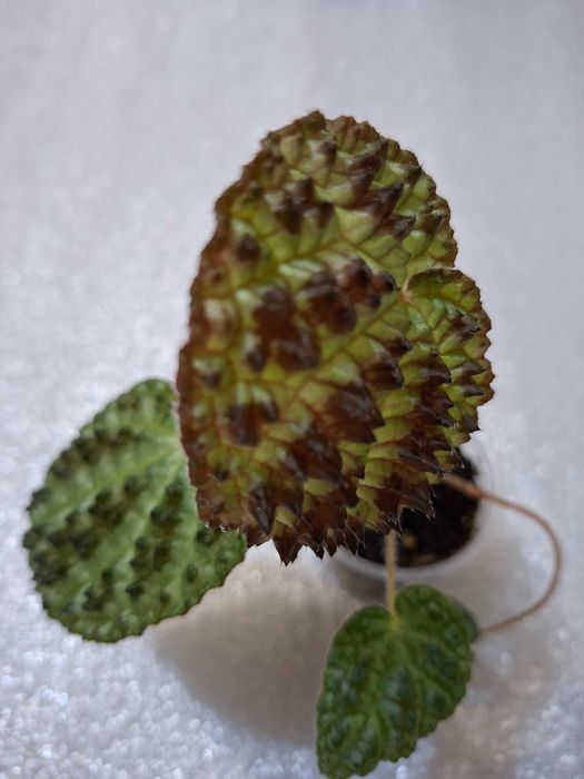 Бегонії рідкісні