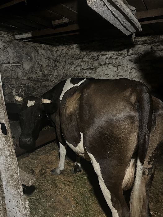 Продається молода добра корова 5 років