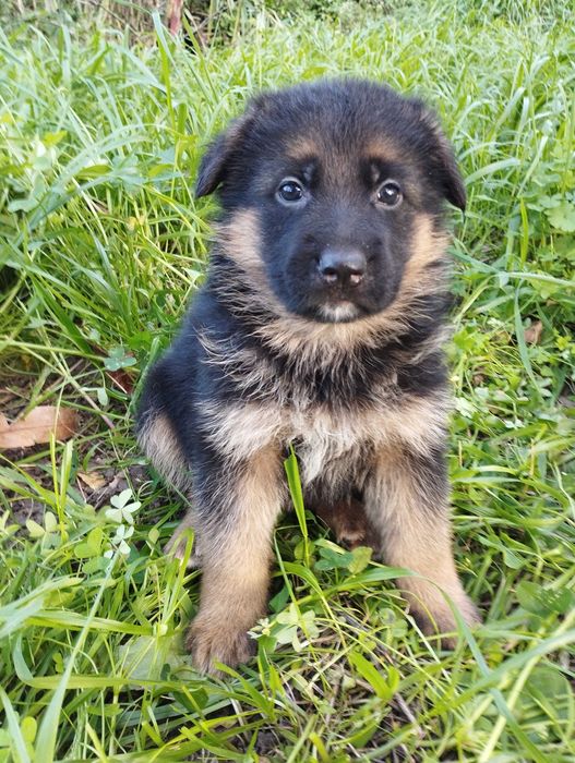 Cachorro Pastor Alemão.