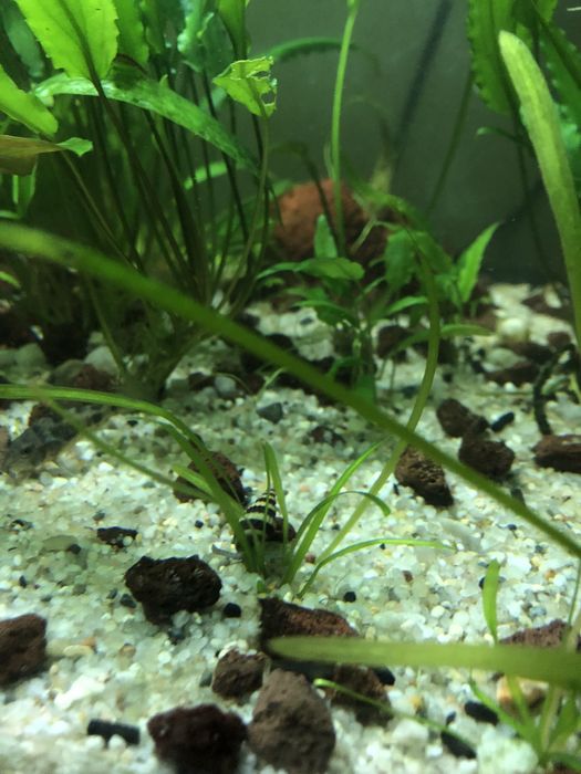 Ślimaki Helenki (Anentome helena) z własnego akwarium