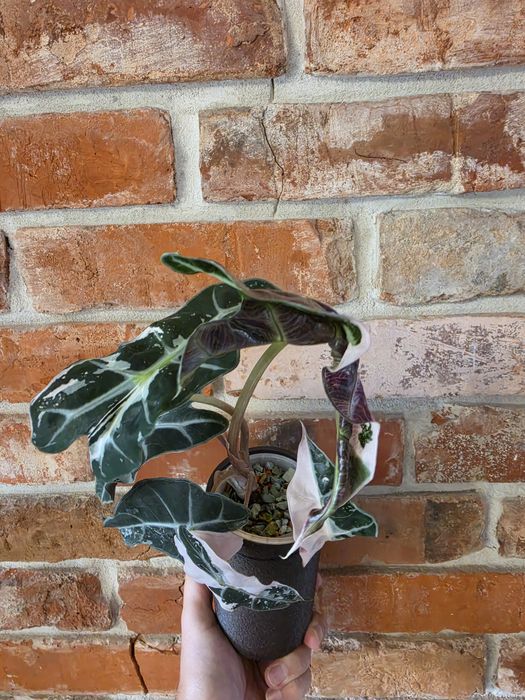 Alocasia Polly Variegated Snow Pink Superb