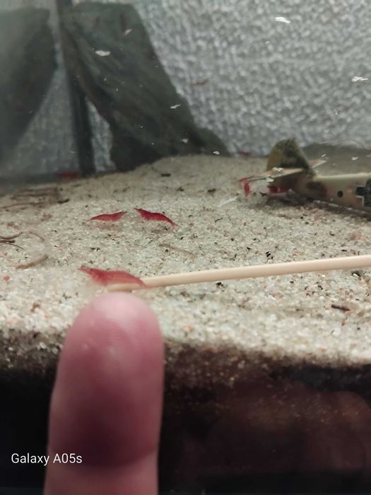 Camarões Red Cherry