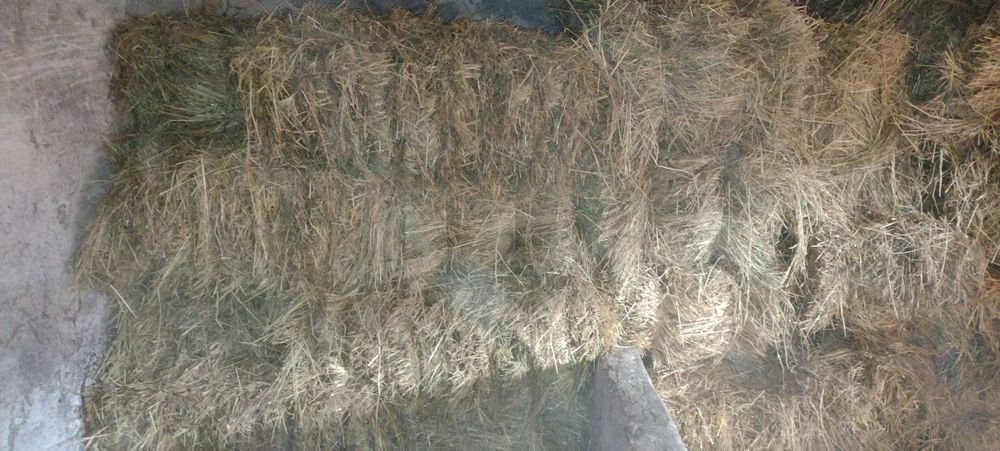 Якісне лугове сіно в тюках