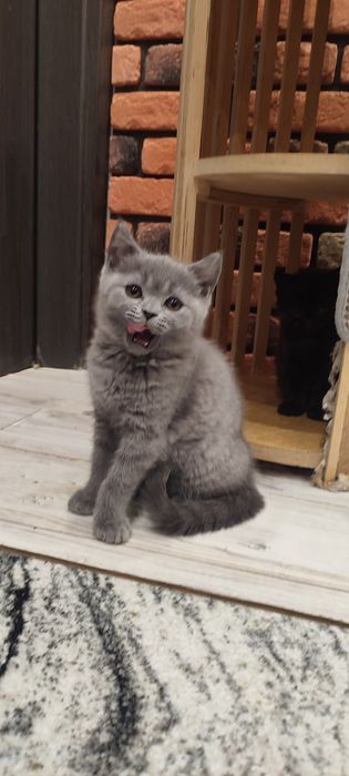 Kocurek brytyjski krótkowłosy