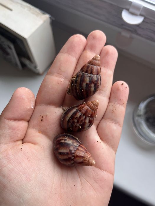 Ślimak afrykański Lissachatina reticulata