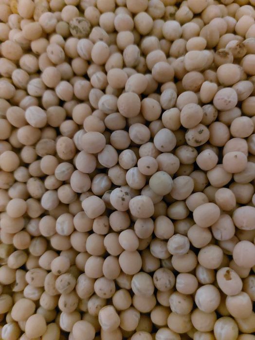 Продам Елітне насіння Гороху